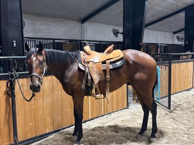 2023 gelding