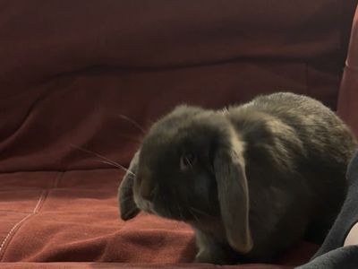Holland Lop Bunny 8 Months