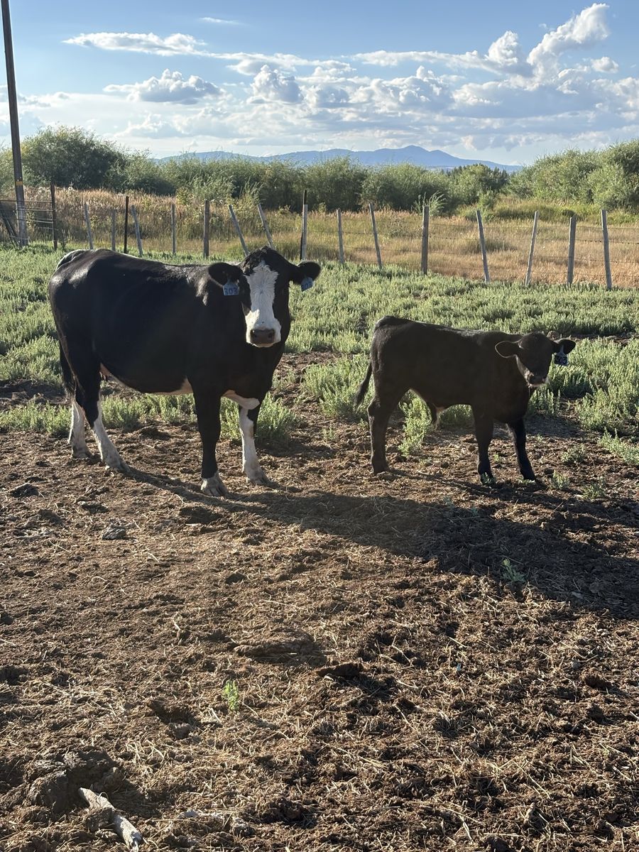 Semi angus pair 