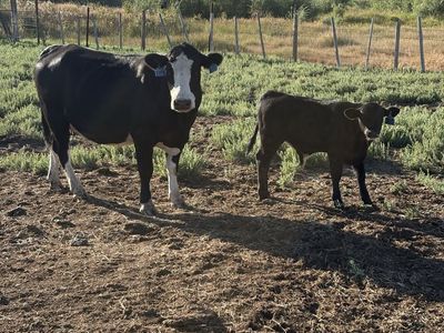 Semi angus pair