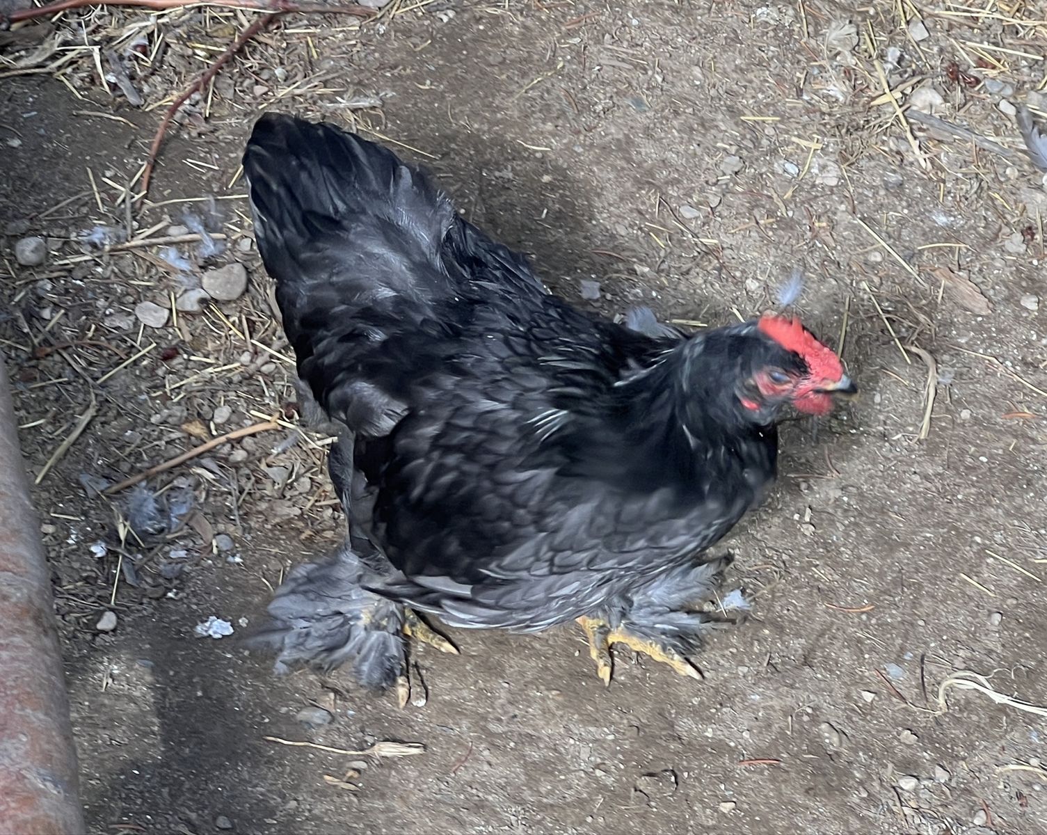 Free Blue Cochin Bantam