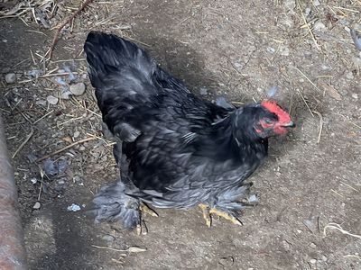 Free Blue Cochin Bantam