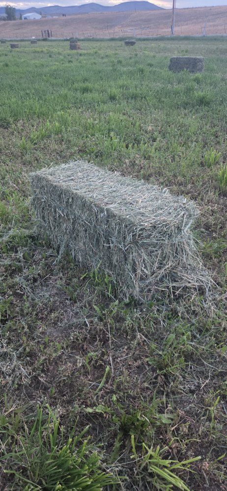 Alfalfa small bales