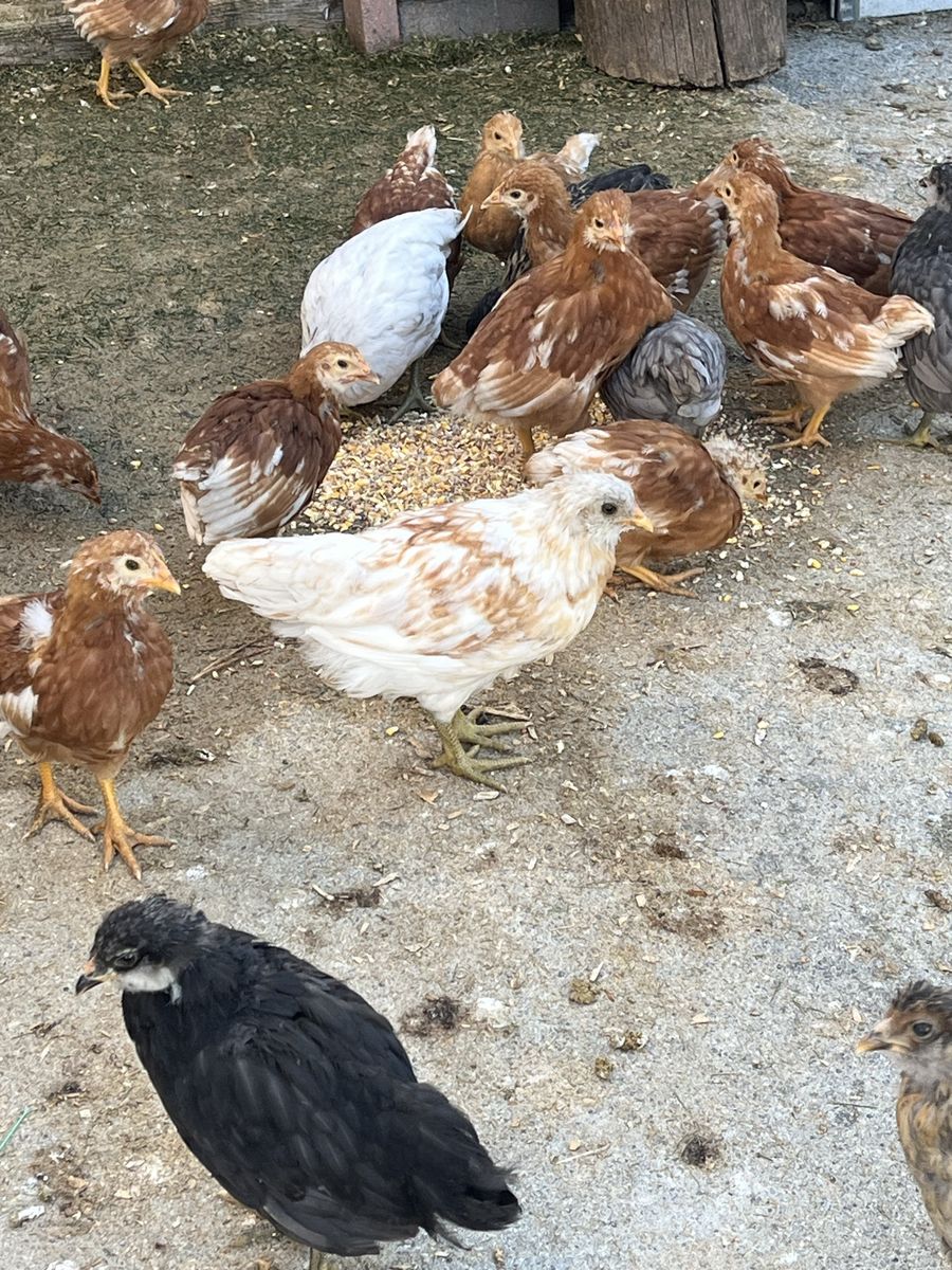 Ameracauna Pullets (10 weeks old)