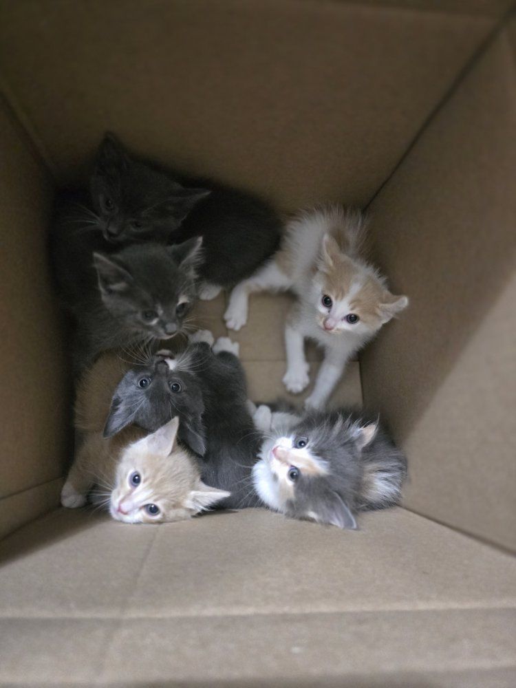 kittys