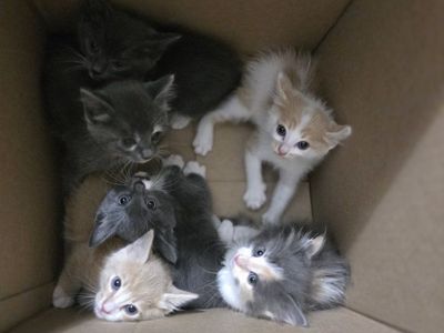 kittys