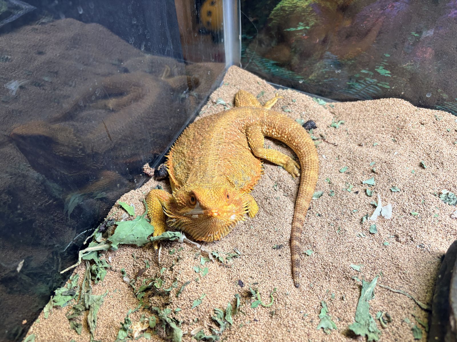 Rehoming male bearded dragon plus tank, etc.