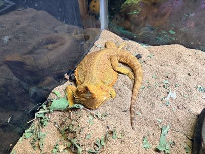 Rehoming male bearded dragon plus tank, etc.