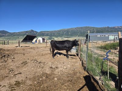 Jersey/Holstein Cross Cow in Milk