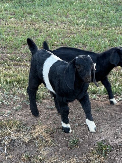 Boer goat buck kid