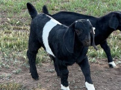 Boer goat buck kid