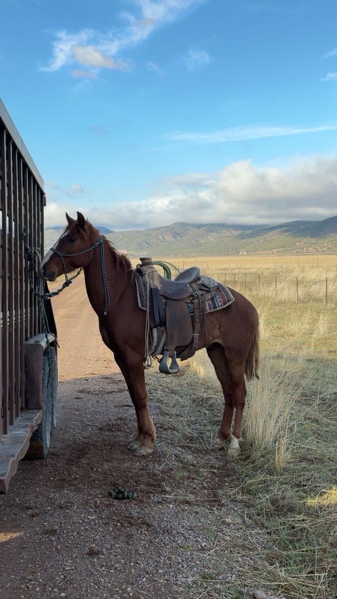 2 year old sorrel colt