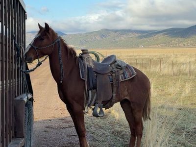 2 year old sorrel colt