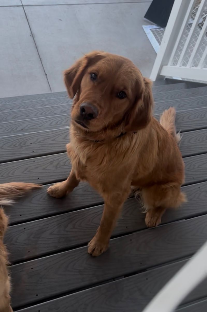 Golden Retrievers for Sale