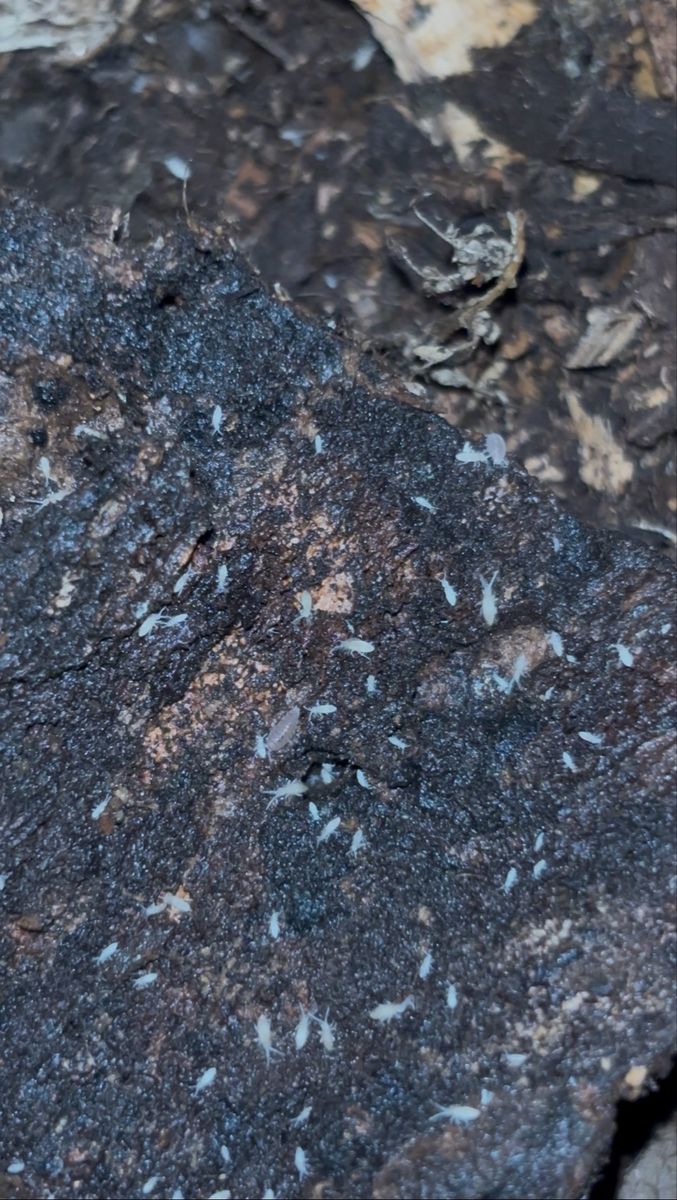 Purple dwarf isopods