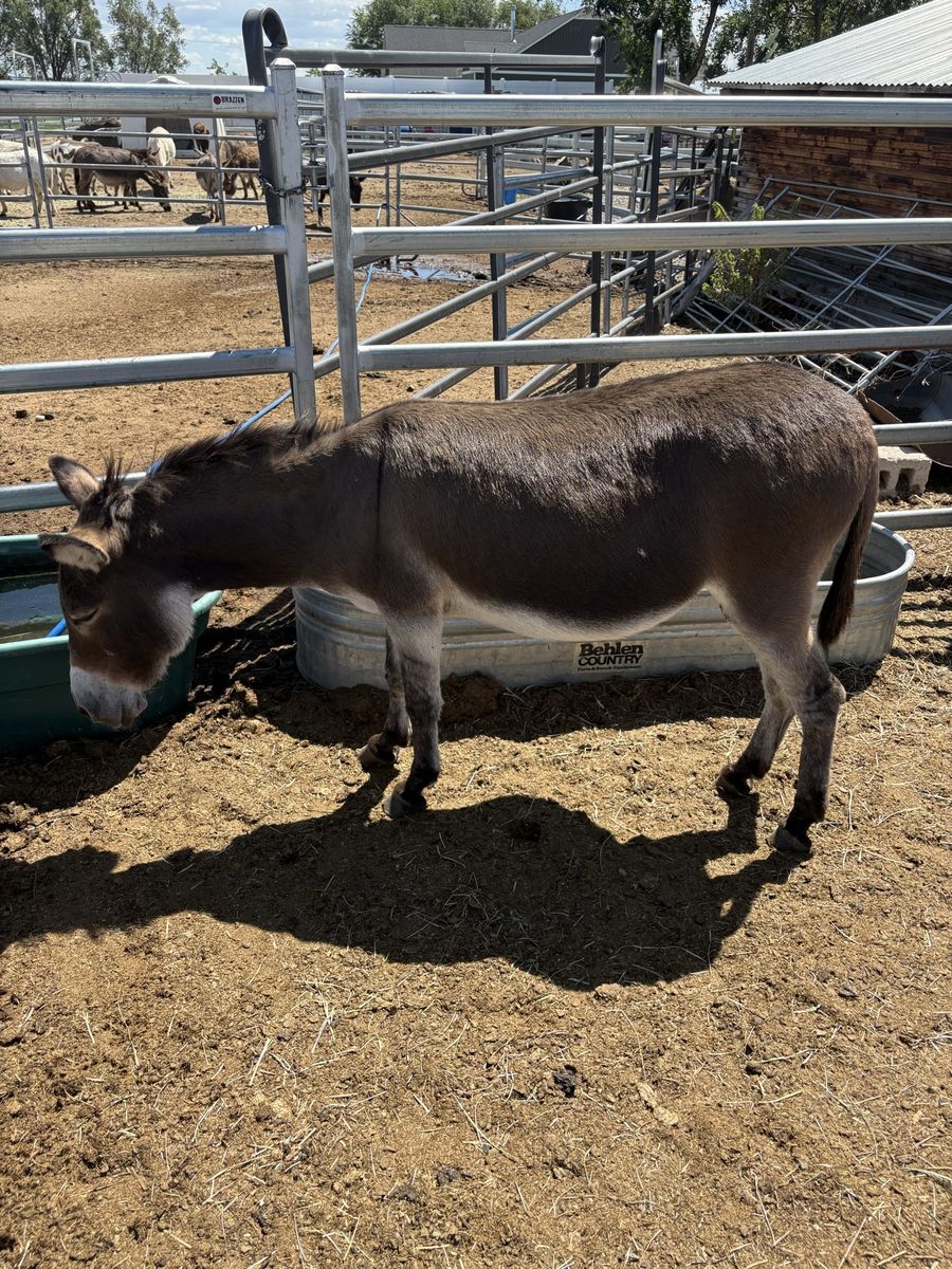 Miniature Donkey Bred Jennie’s