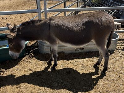 Miniature Donkey Bred Jennie’s