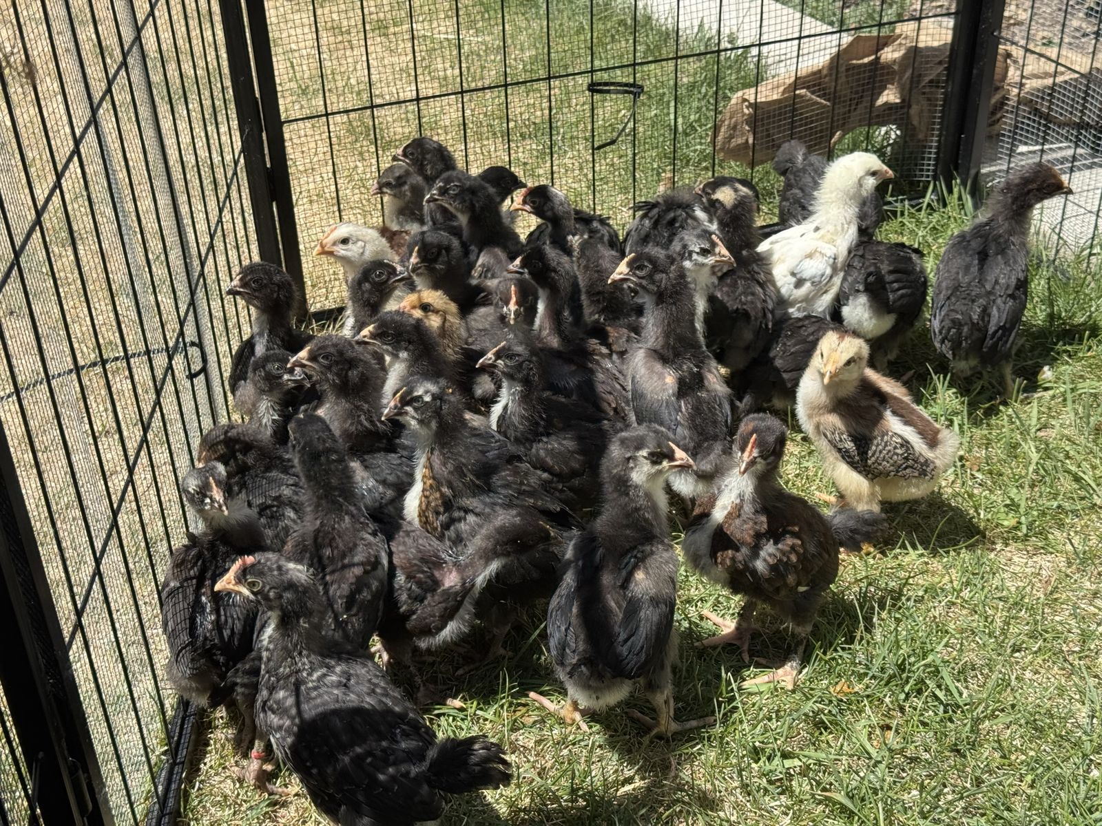Rainbow Eggers