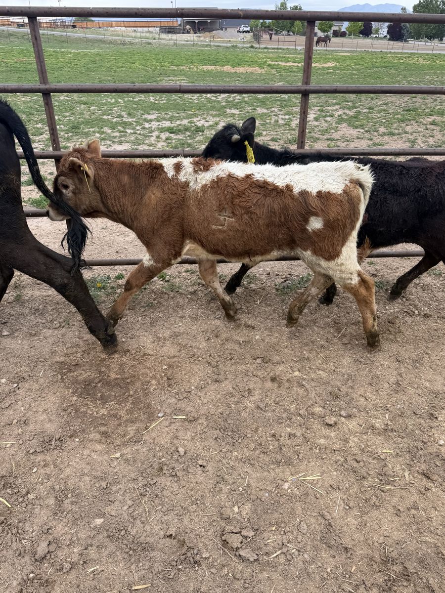 Corriente rope calfs