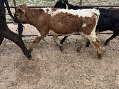 Corriente rope calfs