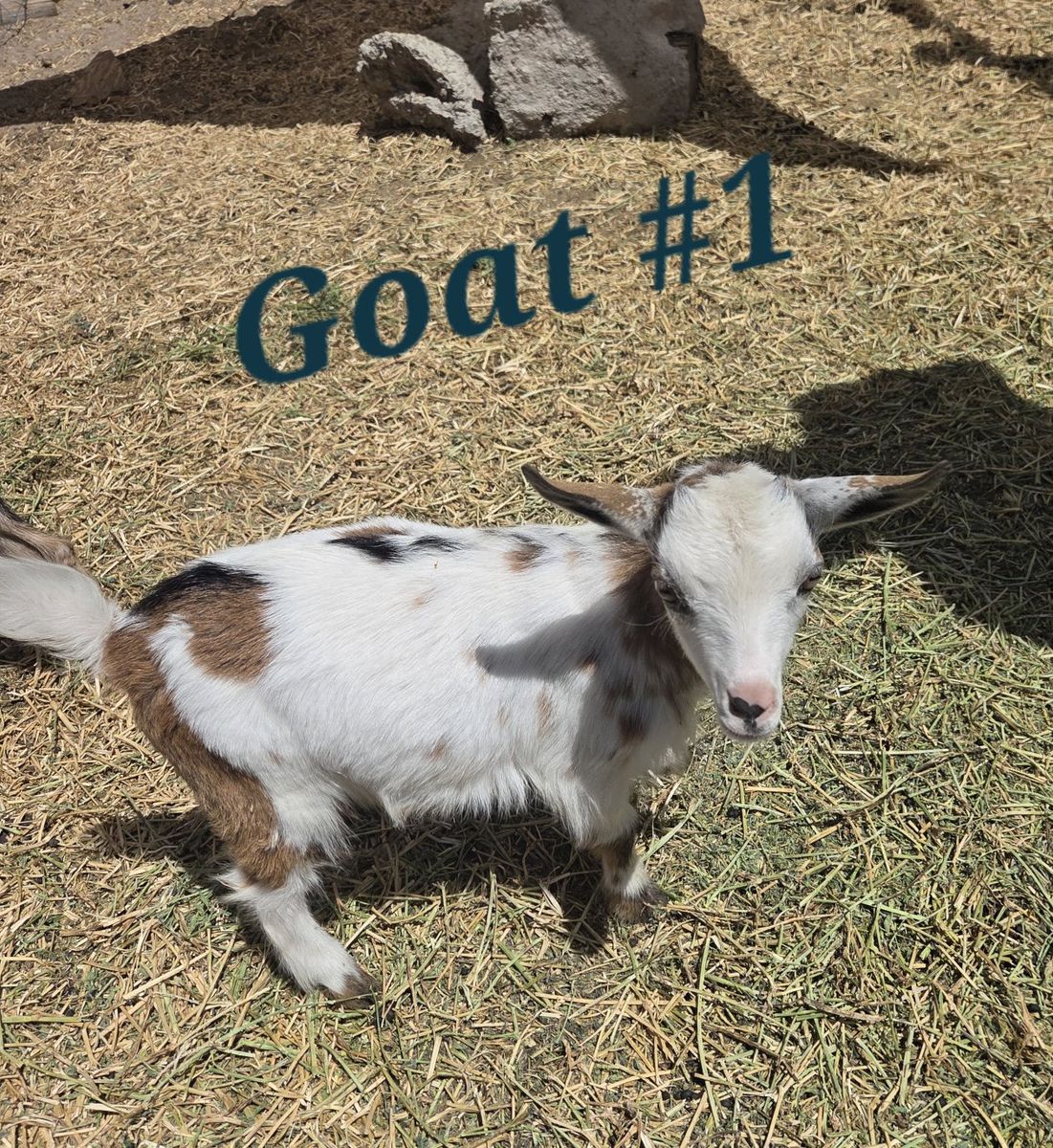 Female Nigerian Dwarf Goats for Sale