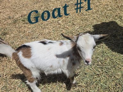 Female Nigerian Dwarf Goats for Sale