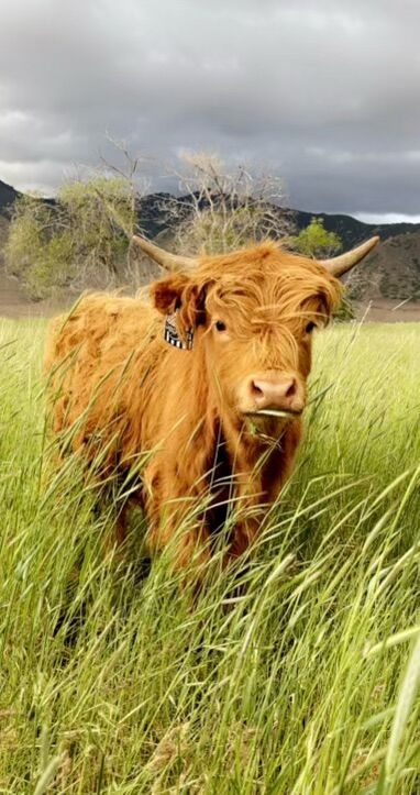 Highland Bull