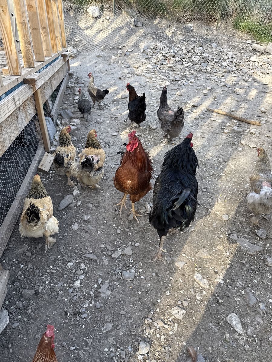 Gorgeous Red Brahma Rooster