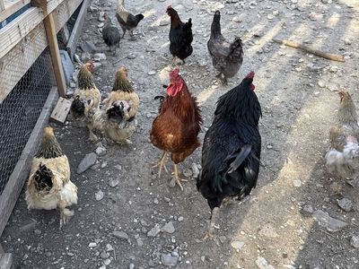 Gorgeous Red Brahma Rooster