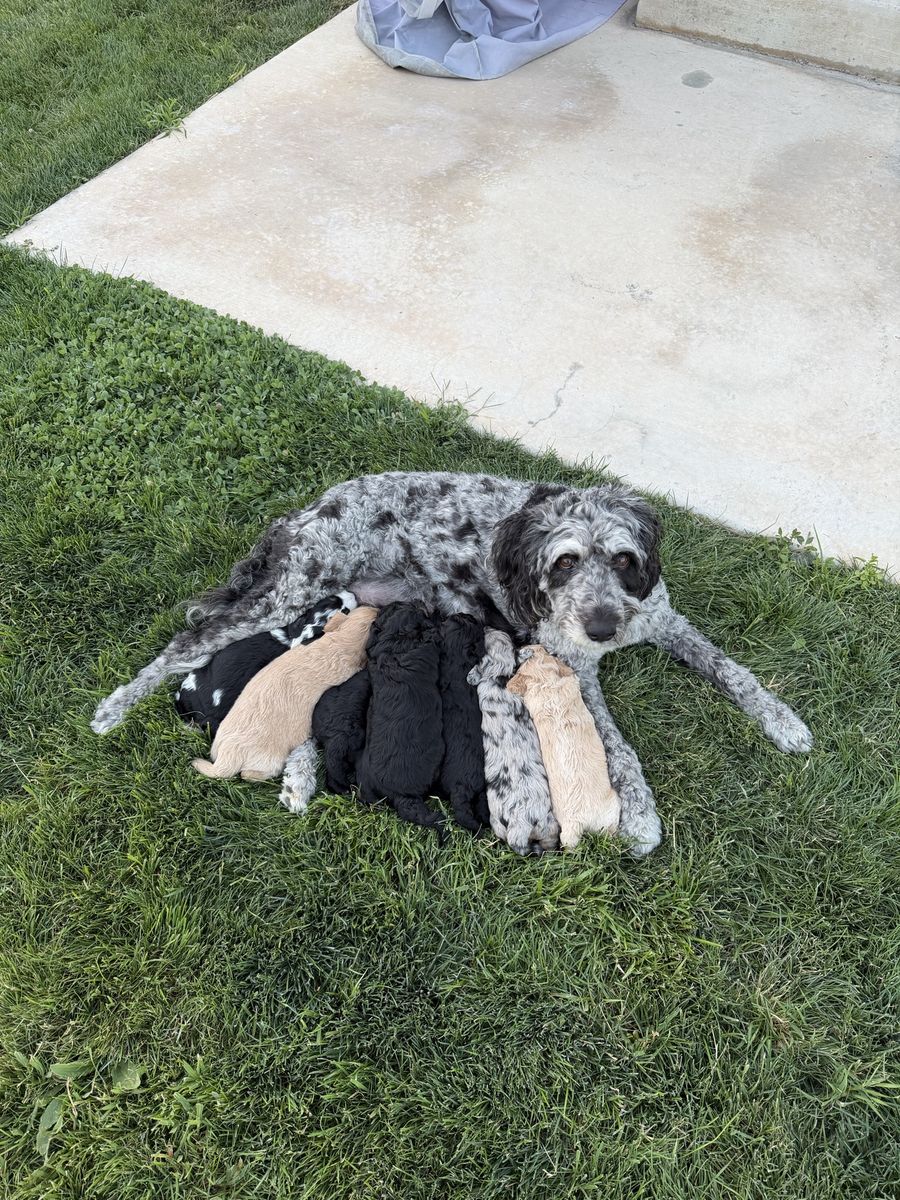 Aussiedoodle Puppies