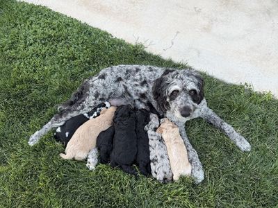 Aussiedoodle Puppies