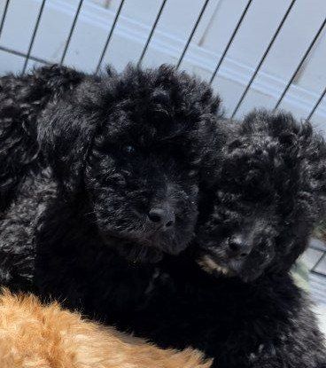Labradoodle puppies