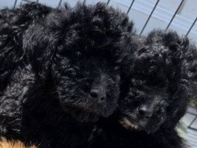 Labradoodle puppies