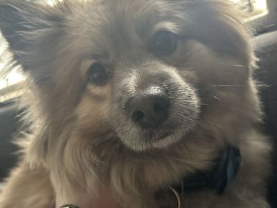 Good home for Morty