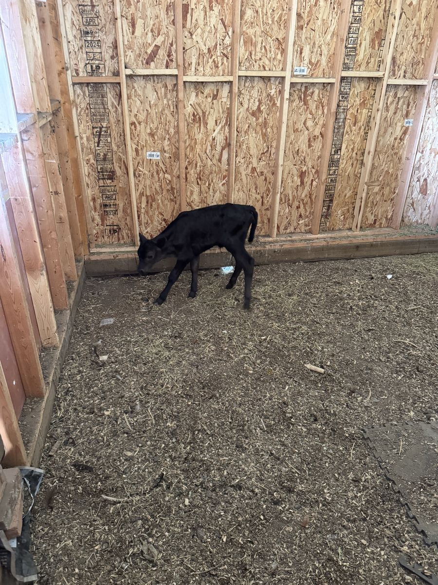 Angus Calf