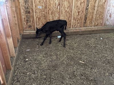Angus Calf