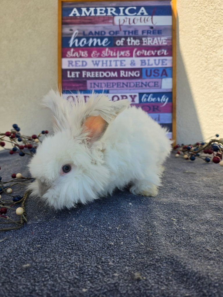 Hoppity Floppity Rabbitry White Angora Baby Bunny - Adorable, Fluffy Pet