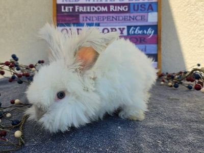 Hoppity Floppity Rabbitry White Angora Baby Bunny - Adorable, Fluffy Pet