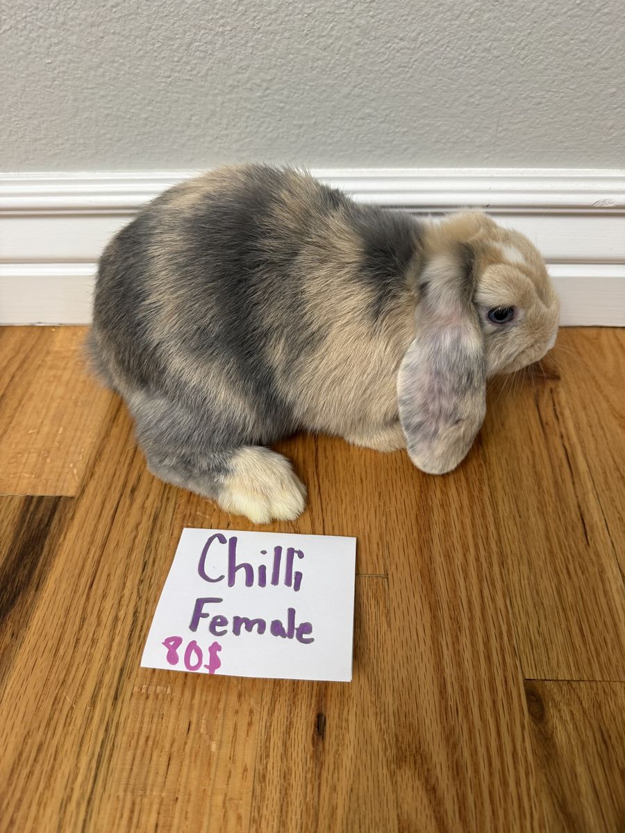 Holland Lop Rabbits