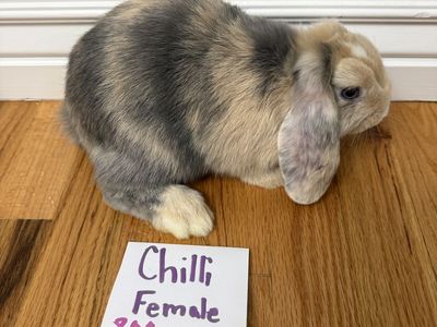 Holland Lop Rabbits