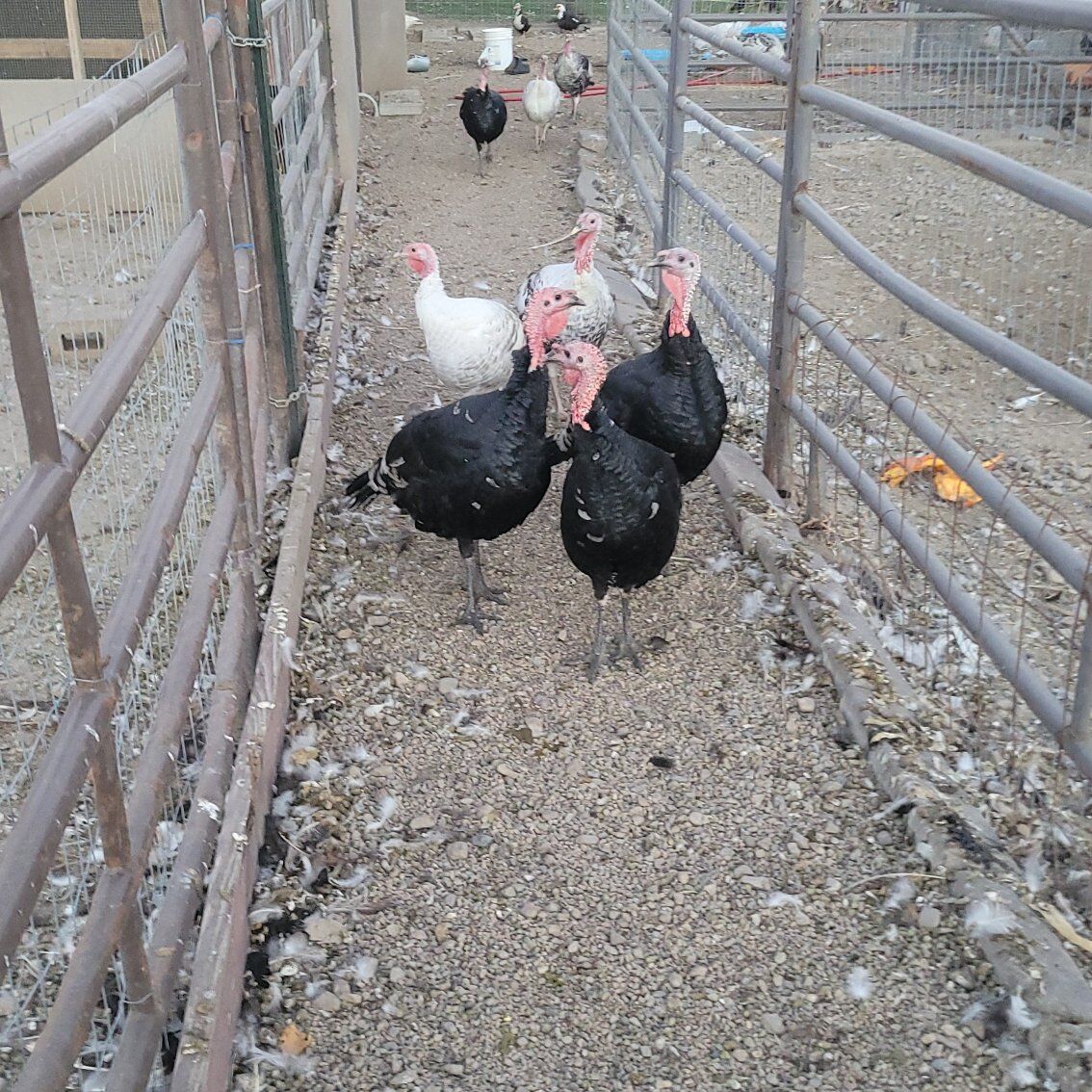 turkeys for sale