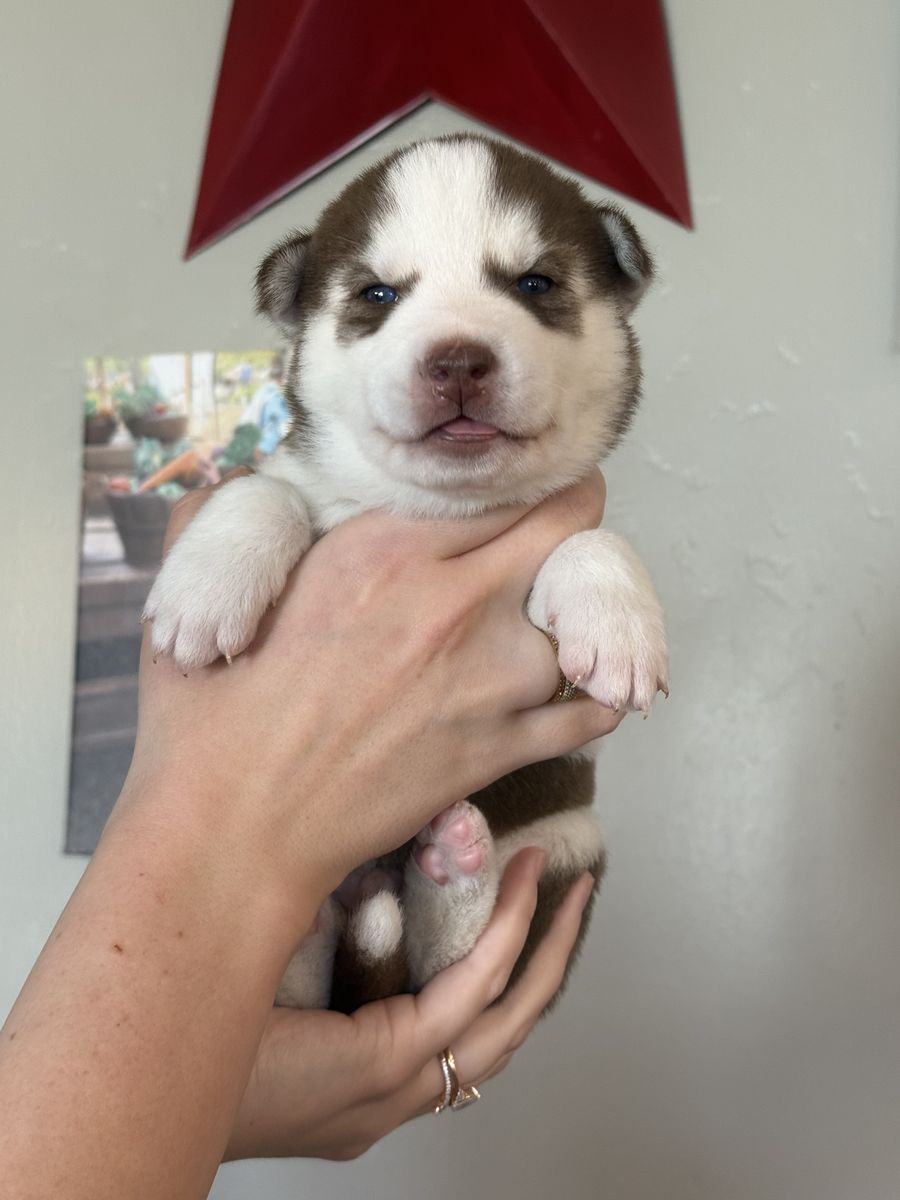 AKC Siberian Husky Puppies