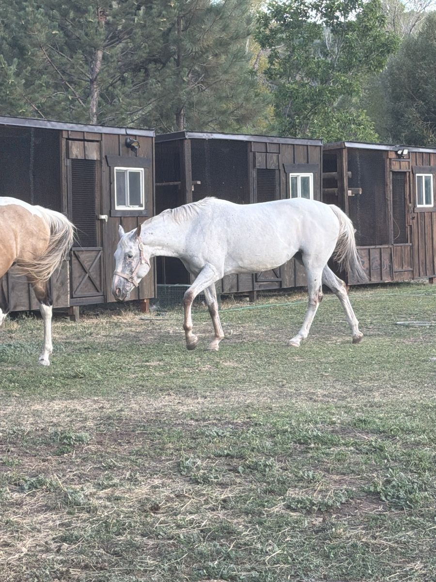 7 yr old Appaloosa Mare
