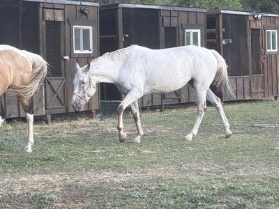 7 yr old Appaloosa Mare
