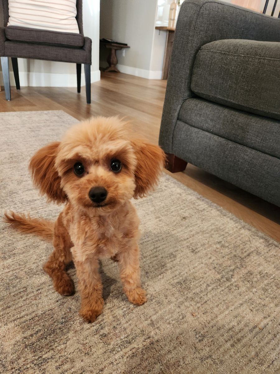 Micro Goldendoodle