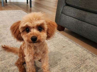 Micro Goldendoodle