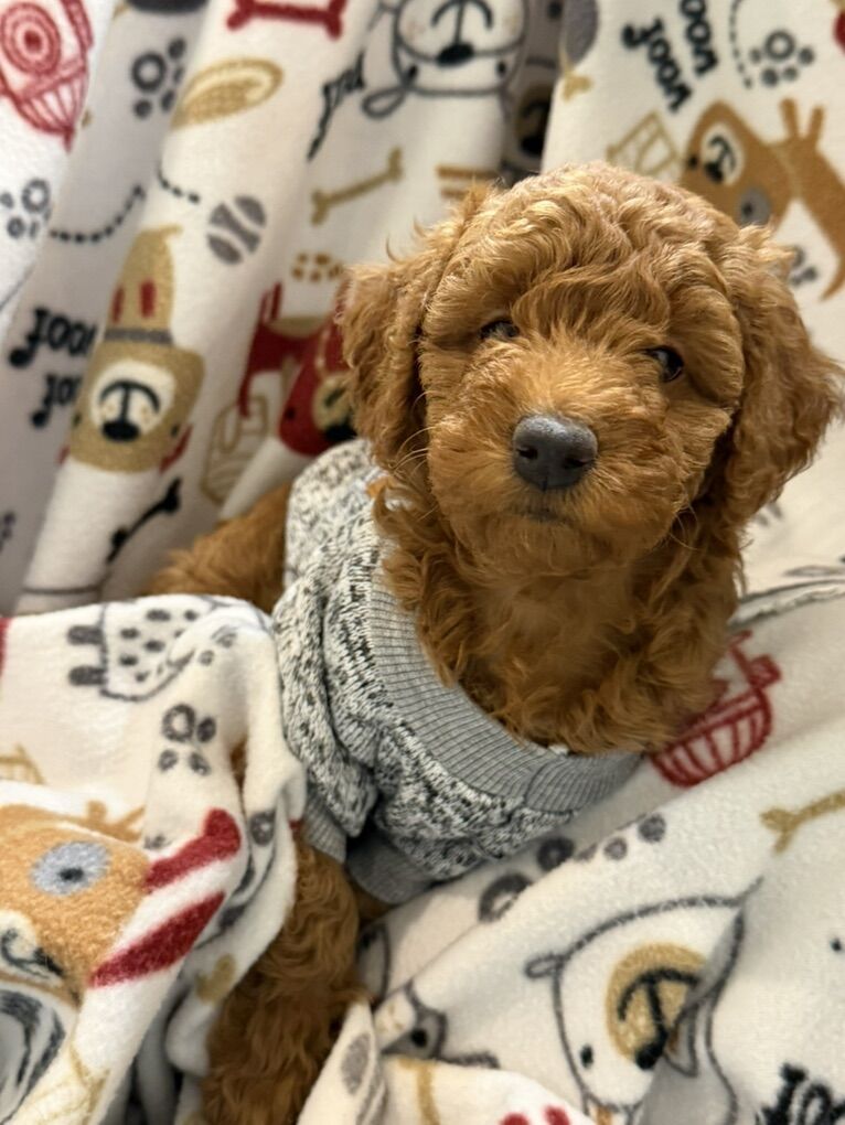 F1bb Mini Aussie Doodle Puppies