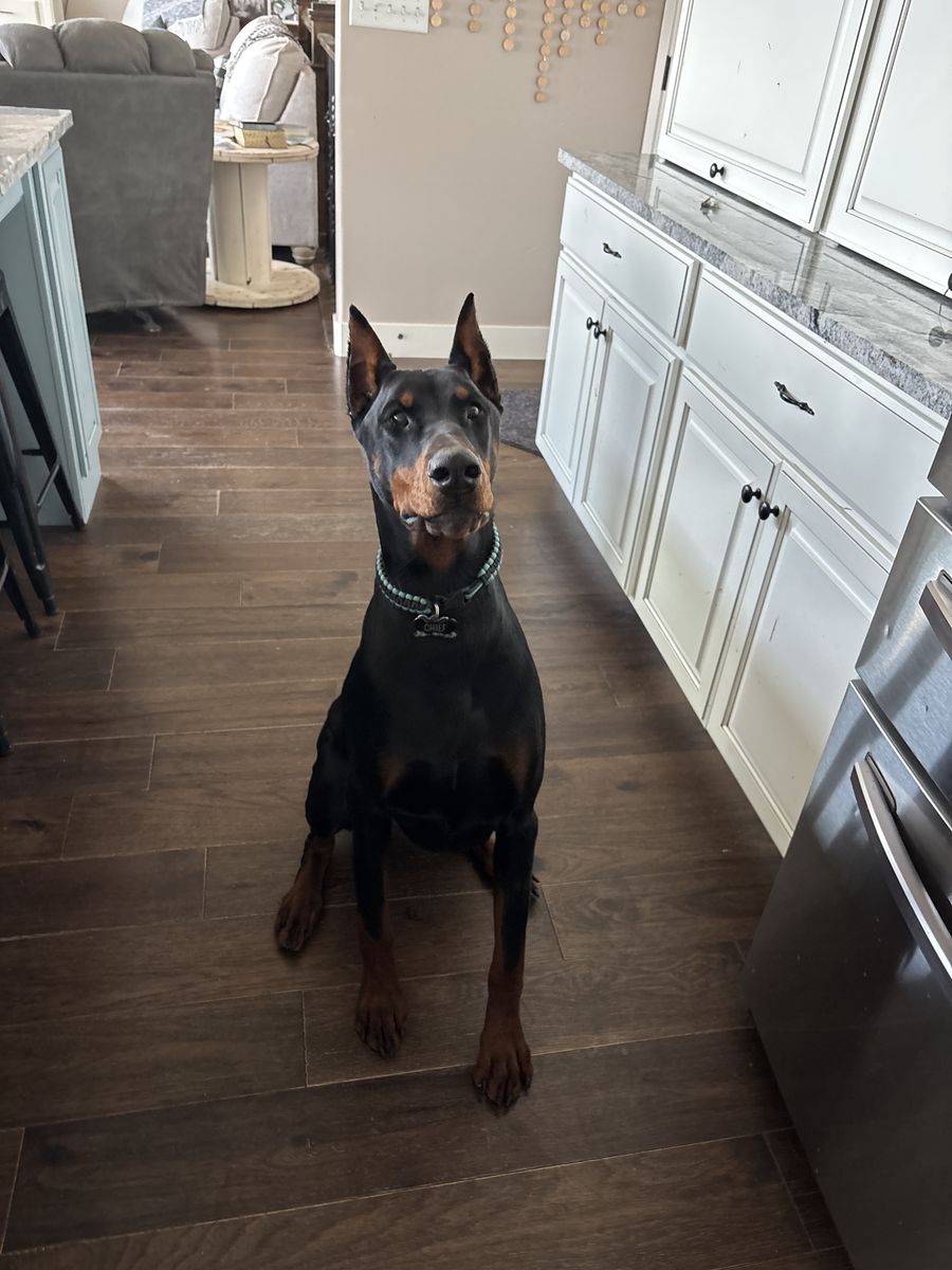 European Doberman Male
