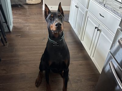 European Doberman Male