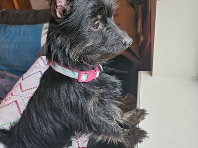 Looking for a forever home